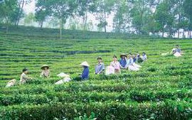 Hội nghị Quốc tế Chè 2011 tại Thái Nguyên trong tháng 11